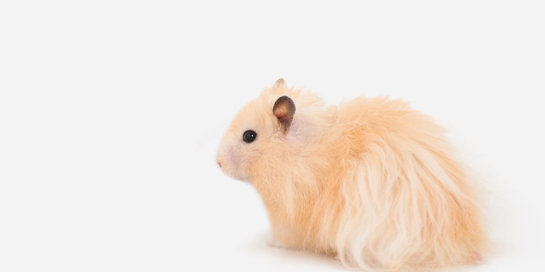 How to Set up a Hamster Playpen Safely