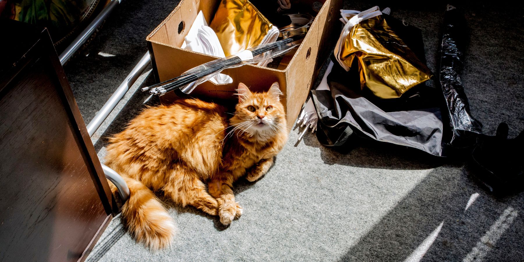 Cat Gear for Every Season